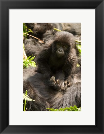 Framed Baby Mountain Gorilla, Volcanoes National Park, Rwanda Print