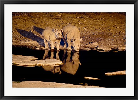 Framed Namibia, Etosha NP, Black Rhino wildlife, waterhole Print