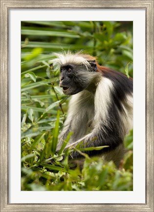 Framed Red Colobus Monkey, Volcanoes NF, Rwanda Print