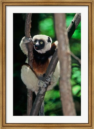Framed Propithecus sifaka lemur, Madagascar Print