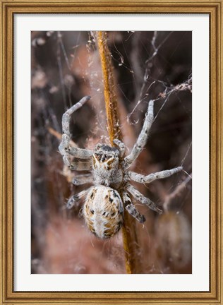 Framed Namibia, Etosha National Park, Spider feeding on moth Print