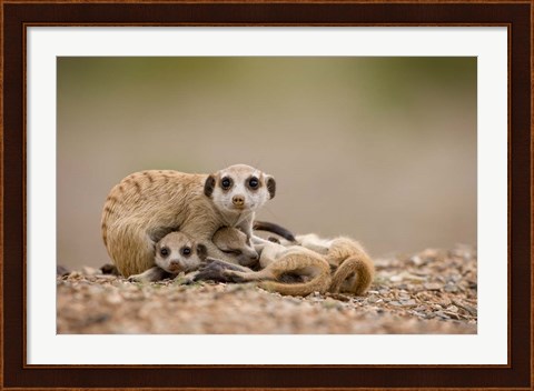 Framed Namibia, Keetmanshoop, Meerkats, Namib Desert Print