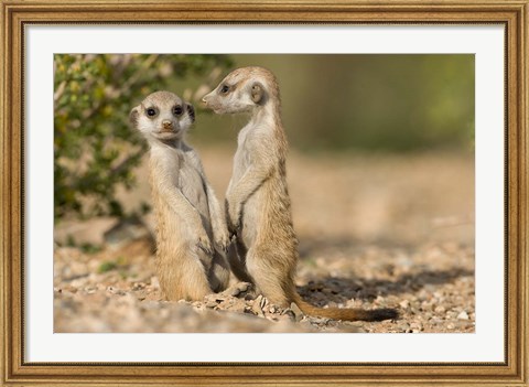 Framed Namibia, Keetmanshoop, Namib Desert, Pair of Meerkats Print