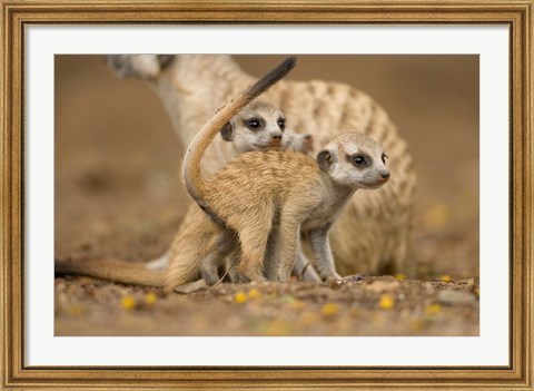 Framed Namibia, Keetmanshoop, Meerkat, Namib Desert, mongoose with babies Print