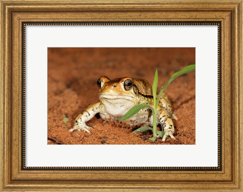 Framed Red Toad, Mkuze Game Reserve, South Africa Print