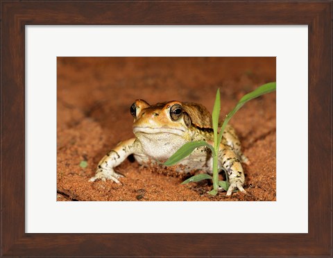 Framed Red Toad, Mkuze Game Reserve, South Africa Print