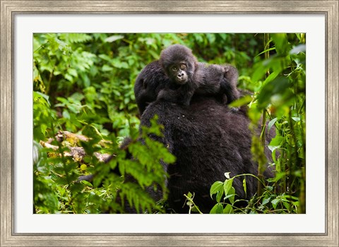 Framed Gorilla carrying baby, Volcanoes National Park, Rwanda Print