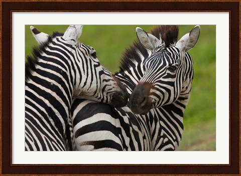 Framed Plains zebras, Ngorongoro Conservation Area, Tanzania Print