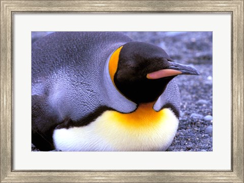 Framed Penguin, Sub-Antarctic, South Georgia Island Print