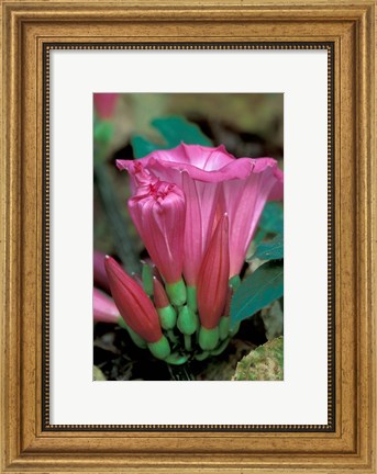 Framed Pink Flower with buds, Gombe National Park, Tanzania Print