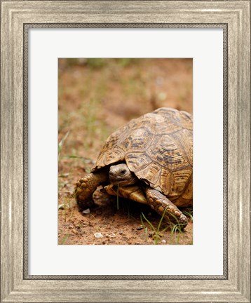 Framed Mountain tortoise, Mkuze Game Reserve, South Africa Print