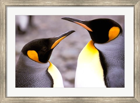 Framed Two Penguins, Sub-Antarctic, South Georgia Island Print