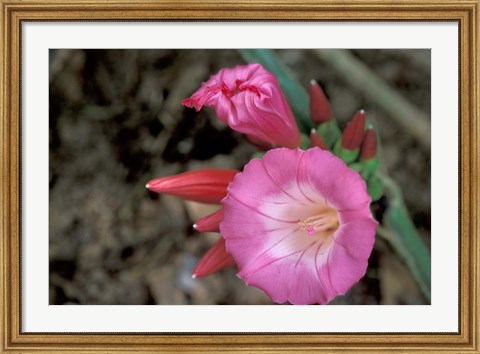 Framed Pink Flower in Bloom, Gombe National Park, Tanzania Print