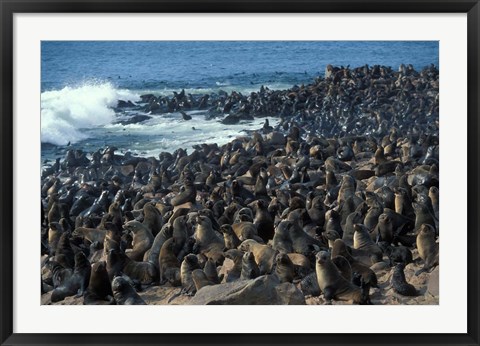 Framed Namibia, Cape Cross Seal Reserve, Group of Fur Seals Print