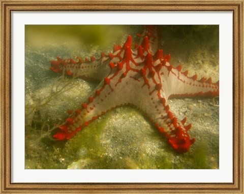 Framed Red Knobbed Starfish, Madagascar, Africa Print