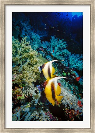 Framed Pair of Red Sea Bannerfish at Daedalus Reef, Red Sea, Egypt Print