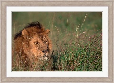 Framed Head of Male African Lion, Tanzania Print