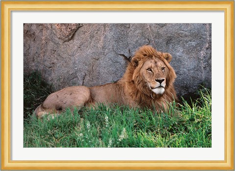 Framed Portrait of Male African Lion, Tanzania Print