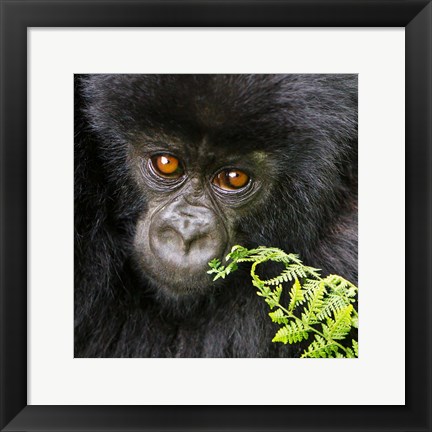 Framed Rwanda, Volcanoes NP, Mountain Gorilla Staring Print