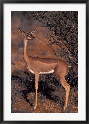 Framed Samburu Gerenuk, Kenya Print