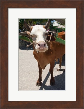 Framed Seychelles, La Digue, La Passe Harbor, ox-cart Print