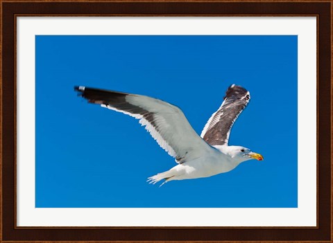 Framed Seagull, Walvis Bay, Erongo Region, Namibia. Print