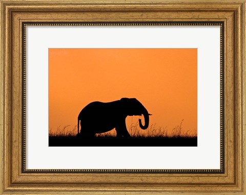 Framed Silhouette of Elephant at sunset, Masai Mara National Reserve, Kenya Print