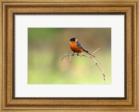 Framed Redbreasted Swallow, Hluhulwe, South Africa Print