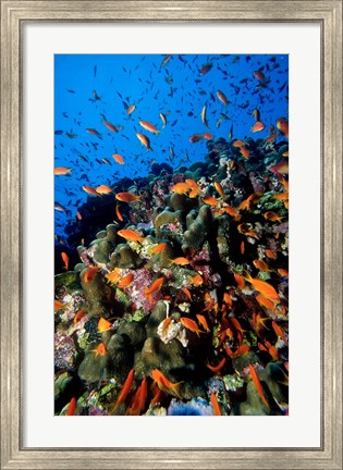 Framed Scalefin Anthias Fish at Habili Ali, Red Sea, Egypt Print