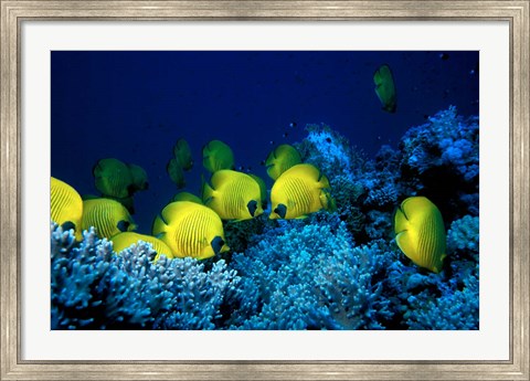Framed School of Masked Butterflyfish, Red Sea, Egypt Print