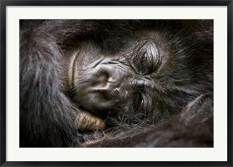 Framed Rwanda, Volcanoes NP, Mountain Gorilla Sleeping Print