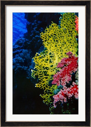 Framed Corals at Abu Basala, Red Sea, Egypt Print