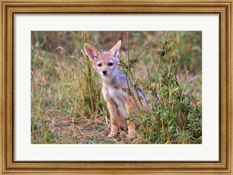 Framed Silver-backed Jackal wildlife, Maasai Mara, Kenya Print