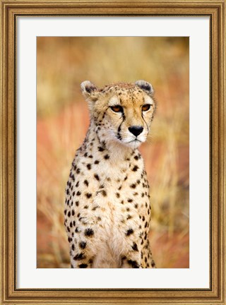 Framed Sitting Cheetah at Africa Project, Namibia Print