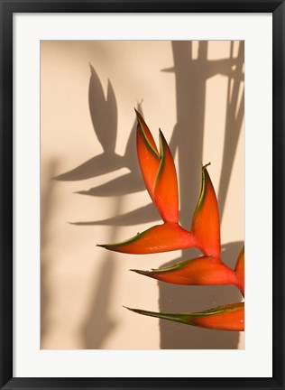 Framed Seychelles, Mahe, Anse Royale, Heliconia flowers Print