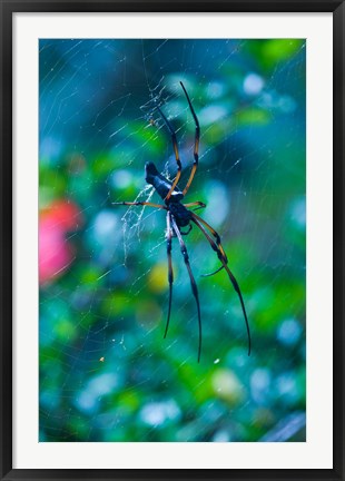 Framed Seychelles, Praslin, Vallee de Mai NP, Palm Spider Print
