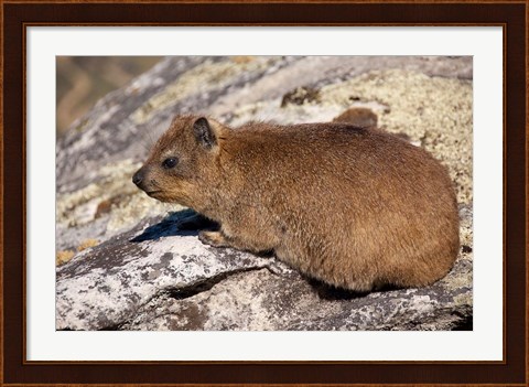 Framed South Africa, Cape Town, Rock Hyrax wildlife Print