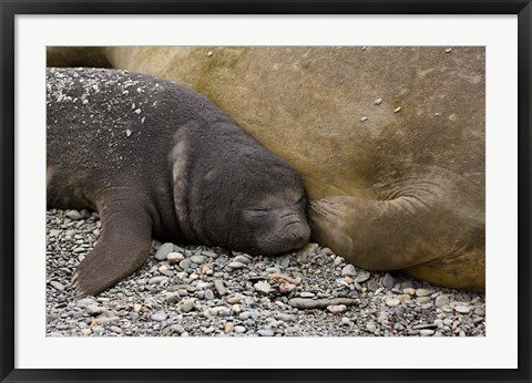 Framed South Georgia Island, Salisbury Plain, Elephant seals Print