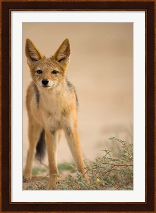 Framed South Africa, Kalahari, Black Backed Jackal wildlife Print