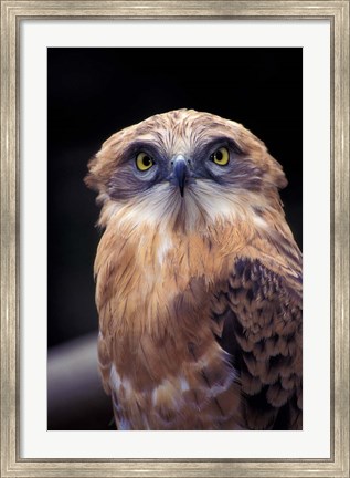 Framed South Africa. Spotted Eagle Owl (Bubo africanus) Print