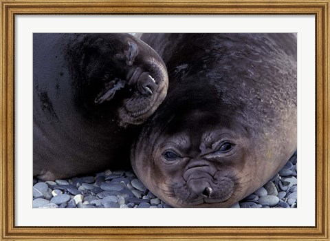 Framed Southern Elephant Seal, South Georgia Island, Antarctica Print