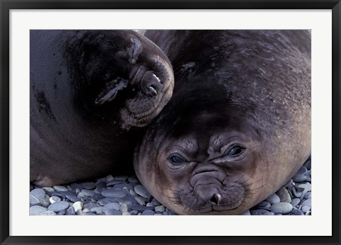Framed Southern Elephant Seal, South Georgia Island, Antarctica Print