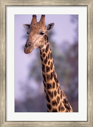 Framed Southern Giraffe, South Africa Print