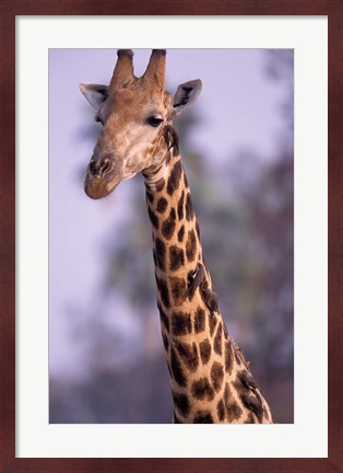 Framed Southern Giraffe, South Africa Print
