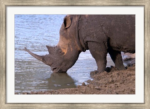 Framed South Africa, KwaZulu Natal, Zulu Nyala, White Rhino Print