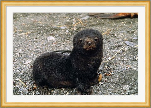 Framed South Georgia Island, Southern fur seal pup Print