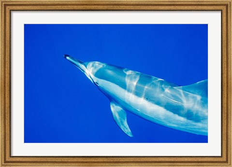 Framed Spinner Dolphin, Sha&#39;ab Samadai, Red Sea, Egypt Print