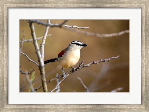 Framed Three Streaked Tchagra bird, Etosha NP, Namibia Print