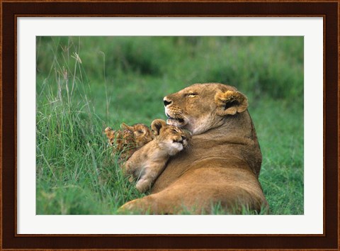 Framed Tanzania, Ngorongoro Crater. African lion family Print