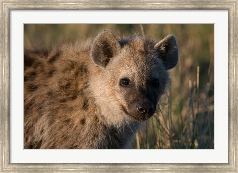 Framed Spotted Hyaena, Masai Mara National Reserve, Kenya Print